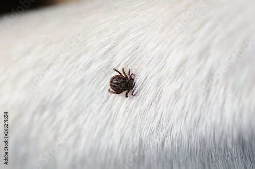 Tick insect parasite attacking dog. Hard tick (Ixodes) on dog fur