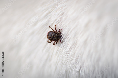 Tick insect parasite attacking dog. Hard tick (Ixodes) on dog fur photo