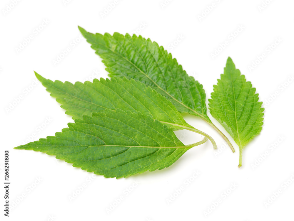 Mint leaf isolated over white background Mint leaf isolated over white background