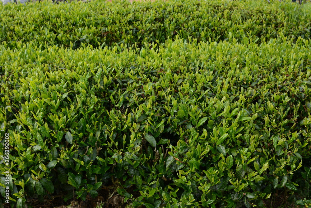 Tea plantation / Japanese traditional industry Tea plantation / Japanese traditional industry