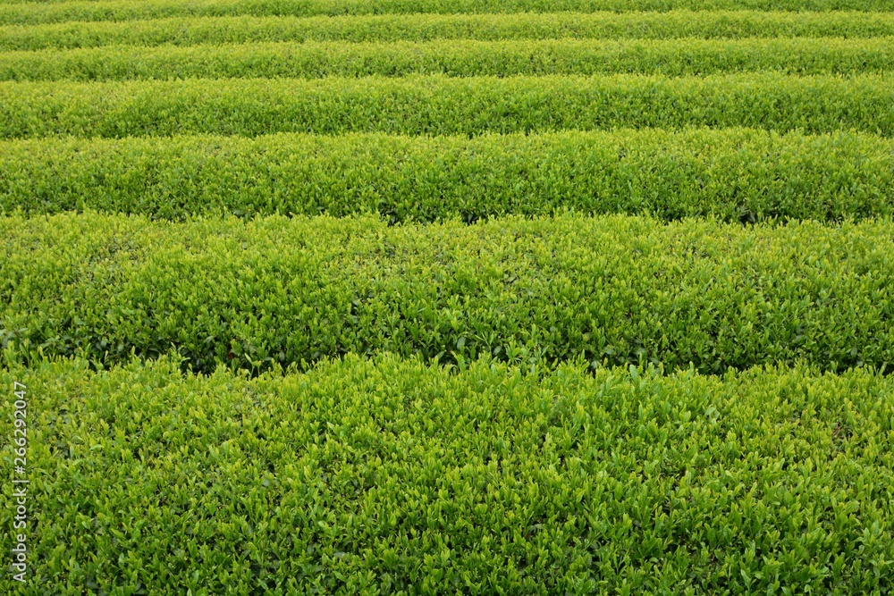 Tea plantation / Japanese traditional industry