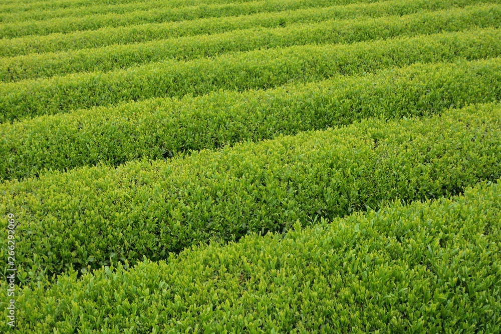 Tea plantation / Japanese traditional industry