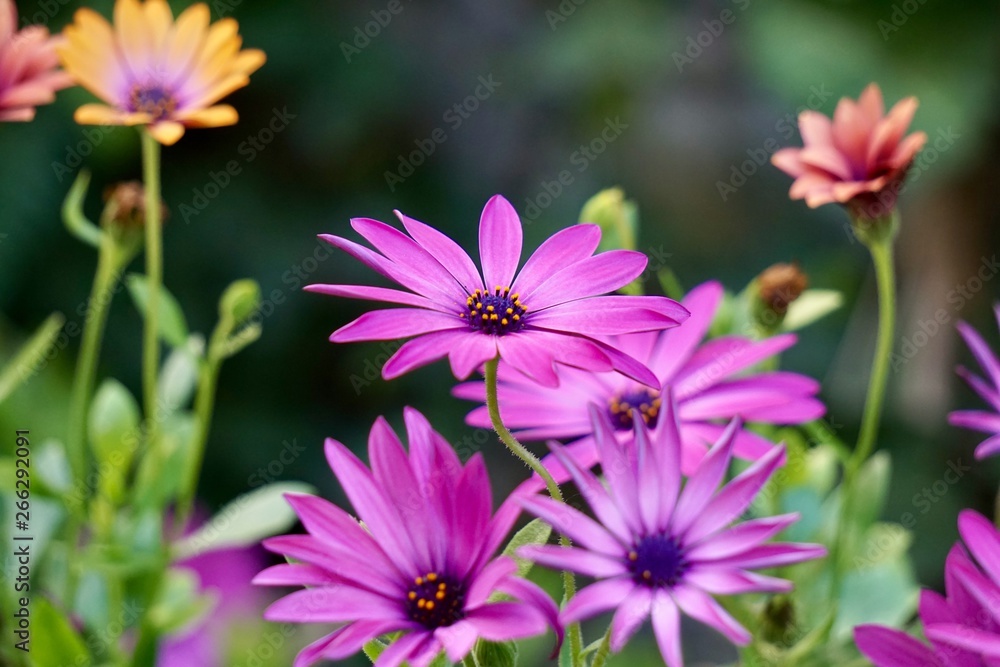 pink flower plant in the nature in spring pink flower plant in the nature in spring