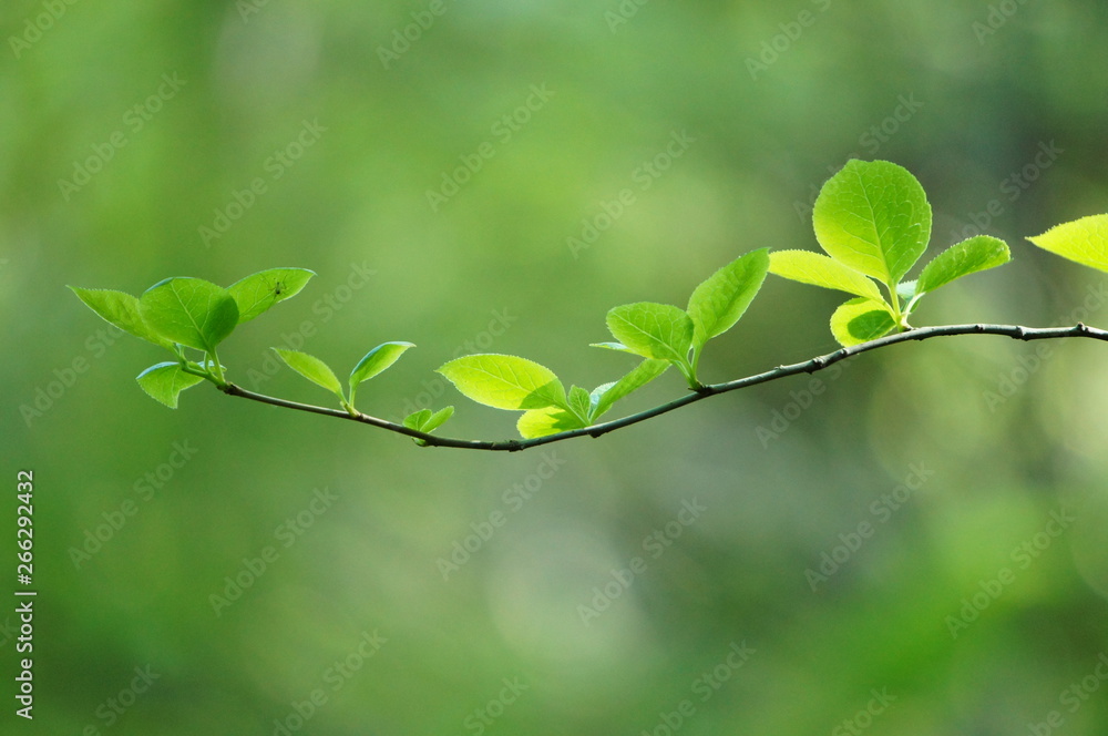 Obraz premium 新緑 若葉 葉 枝 アーム