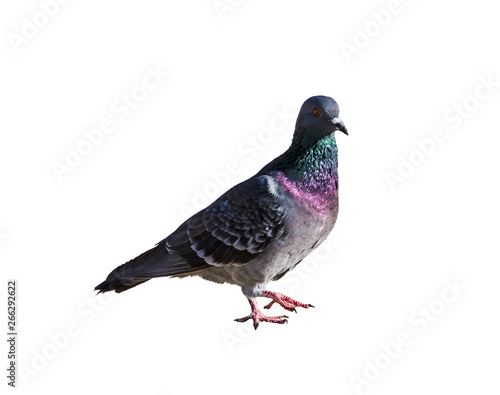  Rock pigeon on white isolated background. City bird close-up