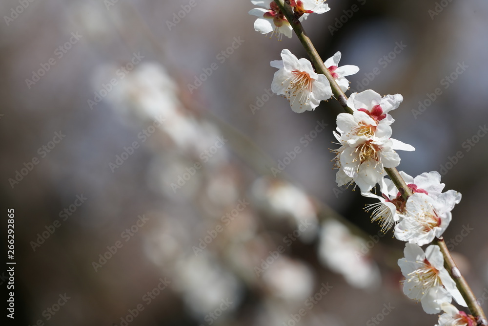 梅の花梅春初春青空2月接写stock Photo Adobe Stock