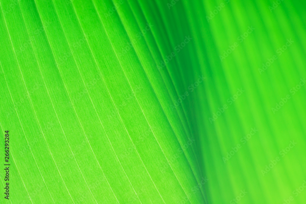 Macro photo of fresh banana's green leaf. Macro photo of fresh banana's green leaf.