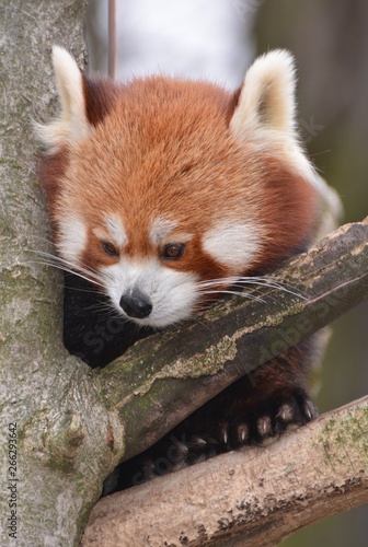 red panda in a tree