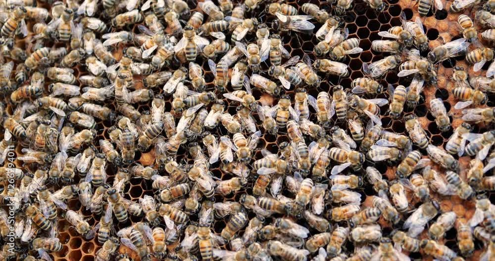 Work bees in hive. Bees convert nectar into honey and cover it in honeycombs. Work bees in hive. Bees convert nectar into honey and cover it in honeycombs.