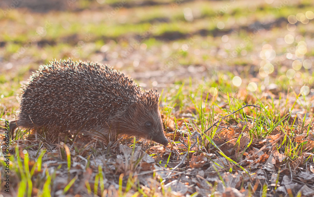 Obraz premium hedgehog goes on autumn leaves. hedgehog in the forest