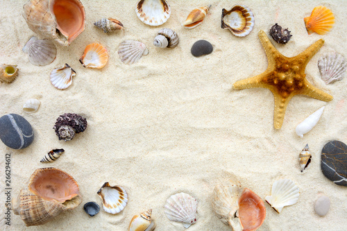 Seashells on sand. Sea summer vacation background. Top vew. Copy space