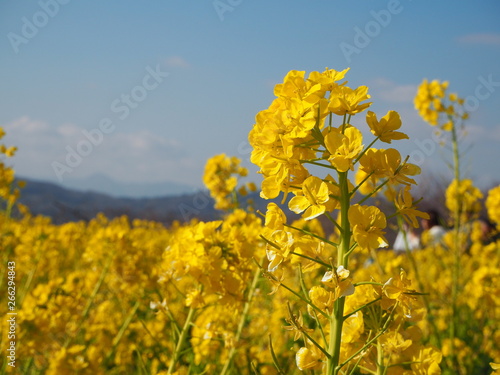 the beautiful canola flower