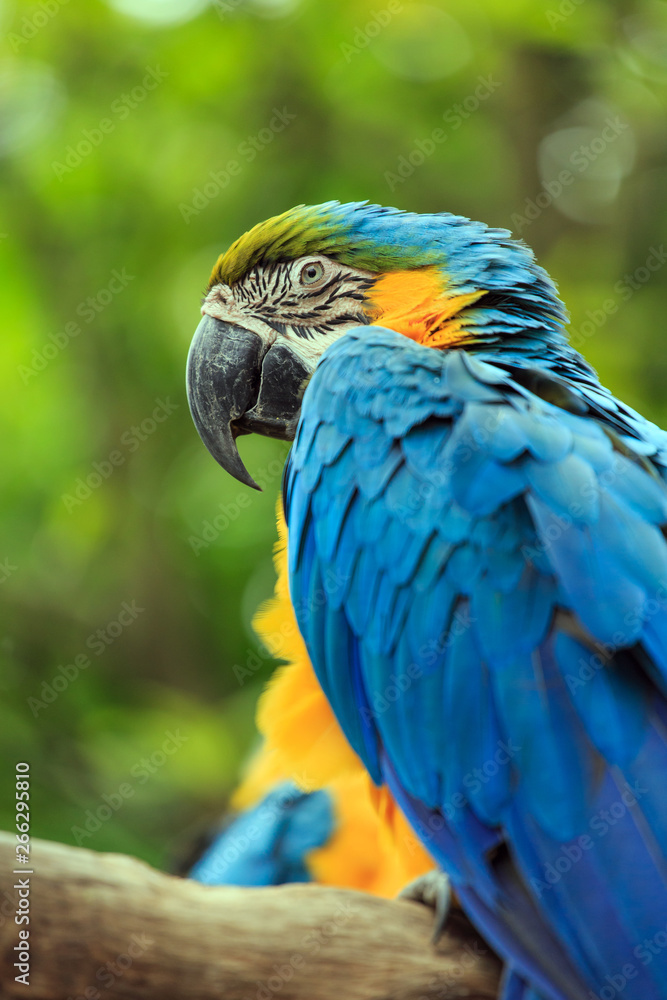 A parrot with brightly colored feathers