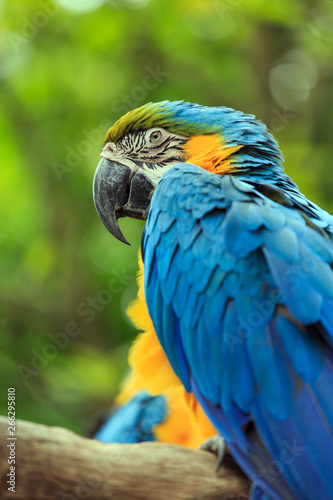 A parrot with brightly colored feathers