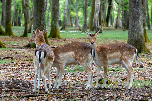 fallow deer in the forest © isabelle dupont