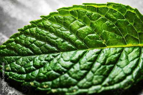 Mint leaf in detail macro green on textured background