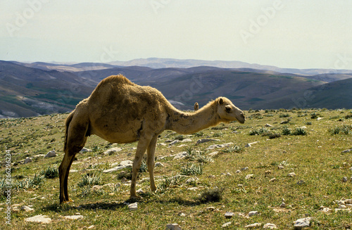 Dromadaire, Camelus dromedarius, Grand Atlas, Maroc photo