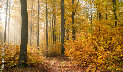 Fototapeta Naklejka Na Ścianę i Meble -  Wald im Herbst