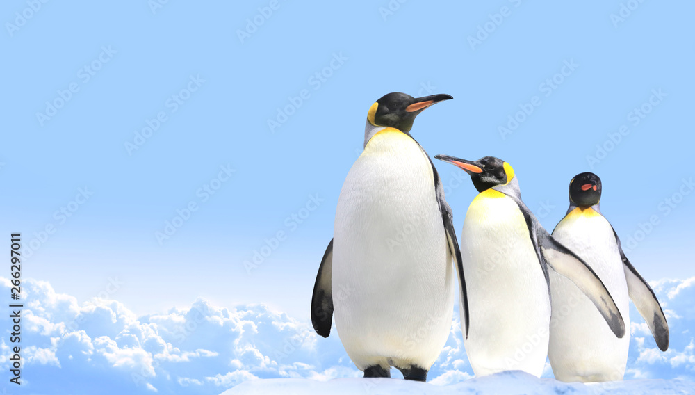 Obraz premium Banner with three emperor penguins on blue sky background