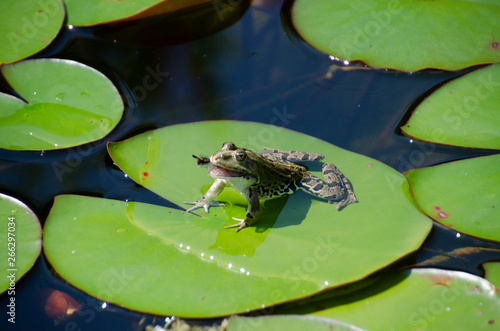 Frosch frisst Libelle