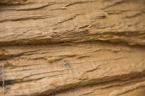 Wallpaper Mural Beech (Fagus sylvatica) wood texture. Interesting abstract background. Torontodigital.ca