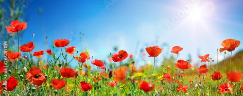 Obraz  z motywem Poppies In Field In Sunny Scene With Blue Sky