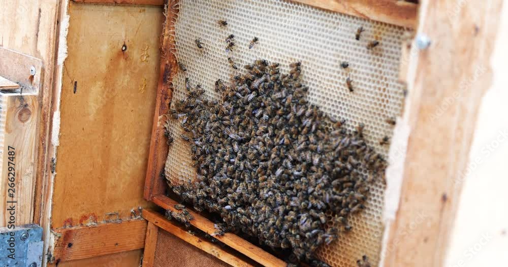 Frames of a bee hive. Beekeeper harvesting honey. Beekeeper Inspecting Bee Hive. Frames of a bee hive. Beekeeper harvesting honey. Beekeeper Inspecting Bee Hive.