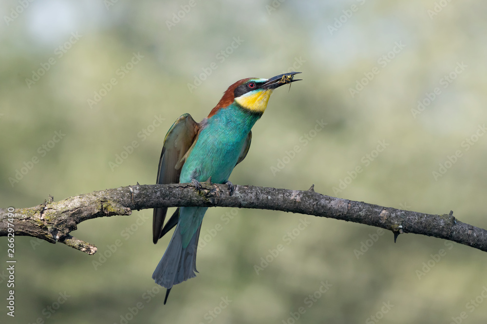 Bee eater with wasp in beak (Merops apiaster) Bee eater with wasp in beak (Merops apiaster)
