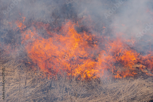 Natural disaster in spring forest - burning dry grass in meadow. Soft focus, blur from strong wildfire. © Alexander Piragis