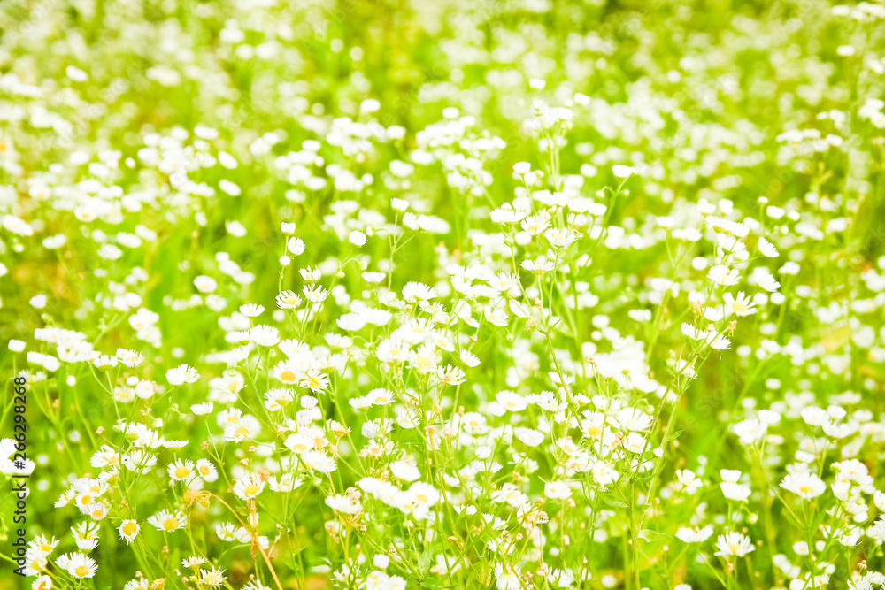 beautiful field of daisies on nature in the park background