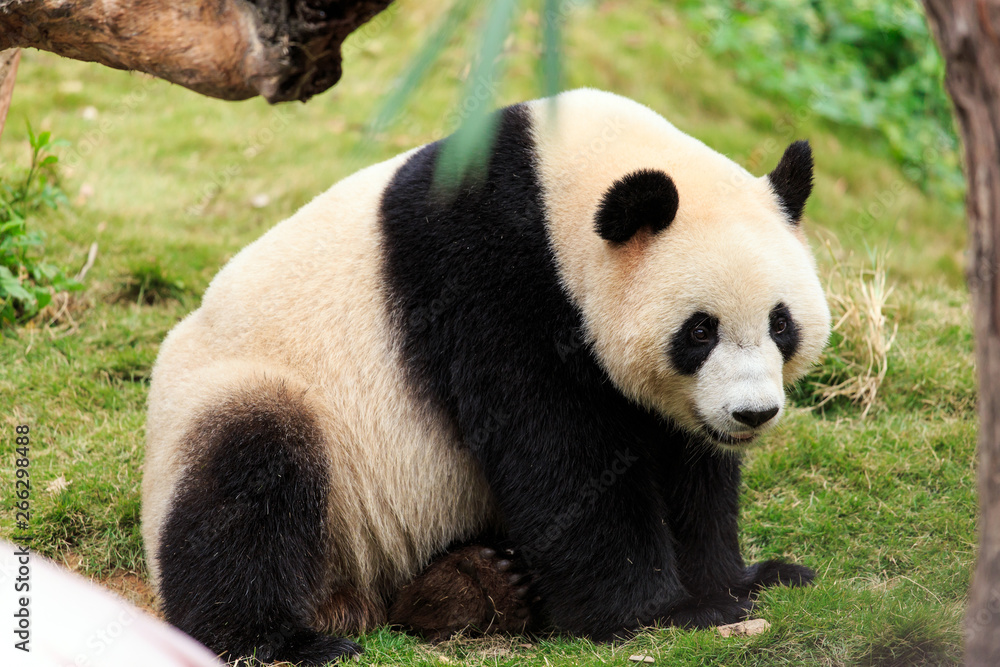 Fototapeta premium Giant pandas are a national treasure of China