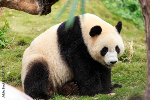 Giant pandas are a national treasure of China © dong