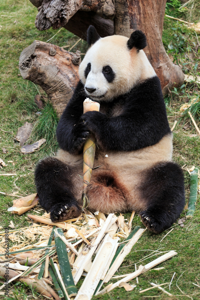 Fototapeta premium Giant pandas are a national treasure of China