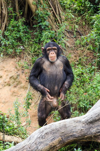 Fototapeta Naklejka Na Ścianę i Meble -  Cute naughty chimpanzee