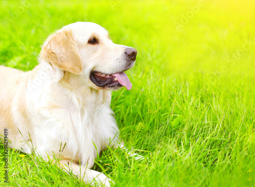 Portrait close-up Golden Retriever dog lying on green grass in sunny summer day