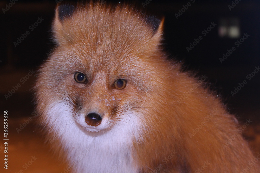 Obraz premium red fox