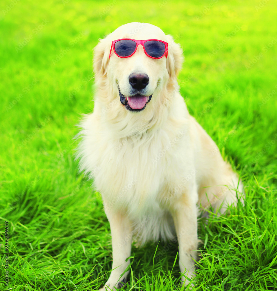 Portrait close-up Golden Retriever dog in sunglasses on grass in summer day