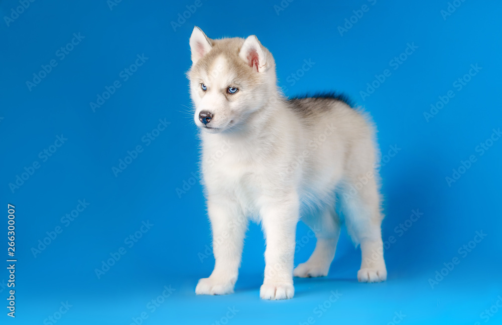 Husky puppy on a blue background