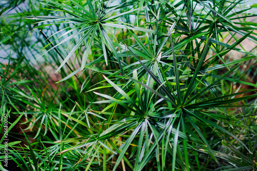 rich green Cyperus, umbrella grass, umbrella papyrus or umbrella palm.
