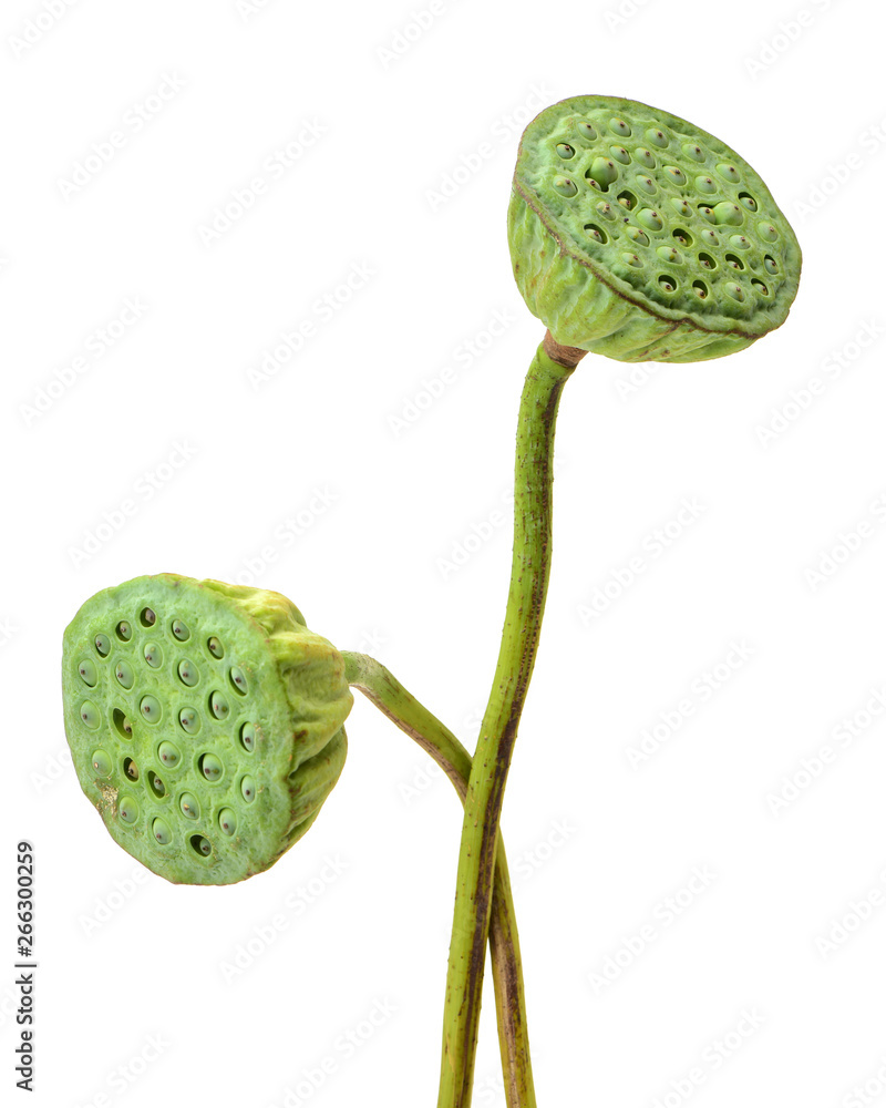 Φωτογραφία calyx on a white background