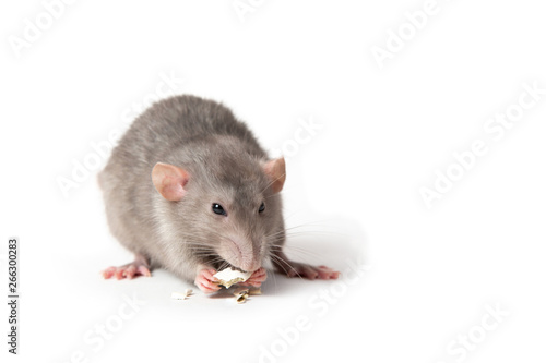 Isolated on white background a rat gnaws a pumpkin seed. Pink ears, black eyes, decorative rat, pet.