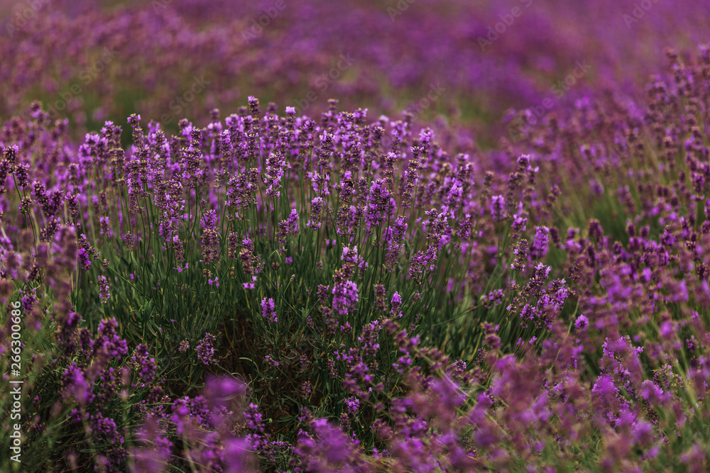 Obraz premium Lavender field in Provence, France. Blooming Violet fragrant lavender flowers. Growing Lavender swaying on wind over sunset sky, harvest.