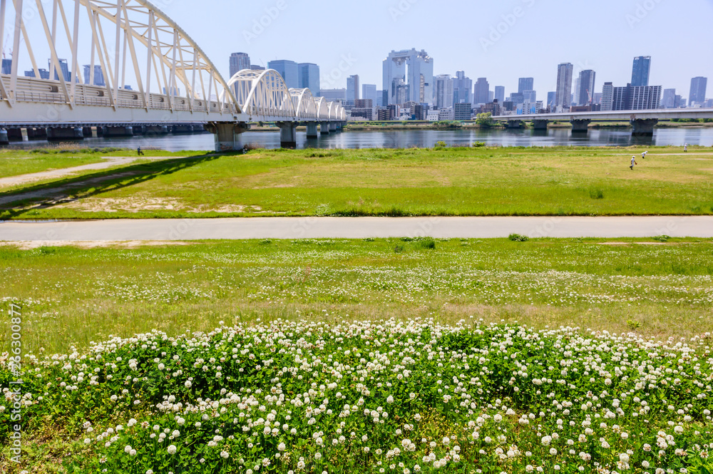 Fototapeta premium 大阪 春の淀川河川敷