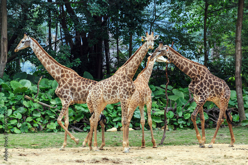 Giraffes in the zoo