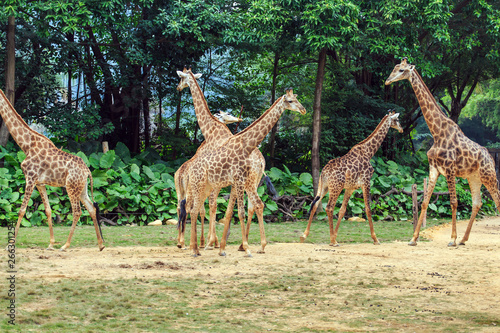 Fototapeta Naklejka Na Ścianę i Meble -  Giraffes in the zoo