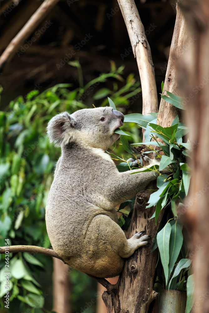 Fototapeta premium Koalas in the zoo