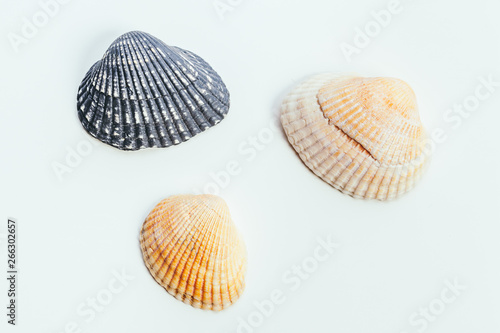 shells isolated on white background