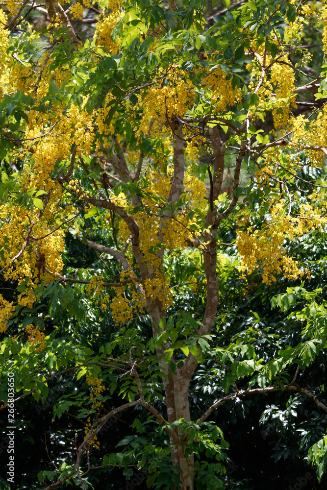 Blooming of yellow flower Blooming of yellow flower