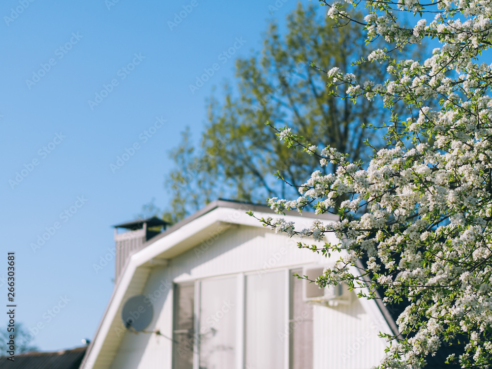 A flowering pear tree in the garden of a country house A flowering pear tree in the garden of a country house