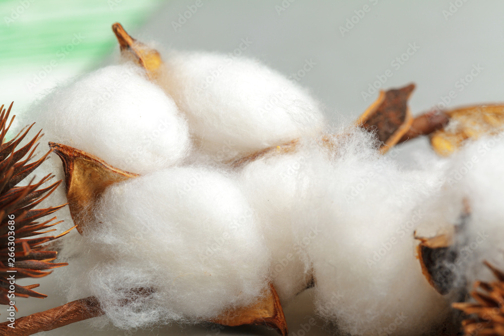 Close-up of Ripe cotton bolls on branch Close-up of Ripe cotton bolls on branch